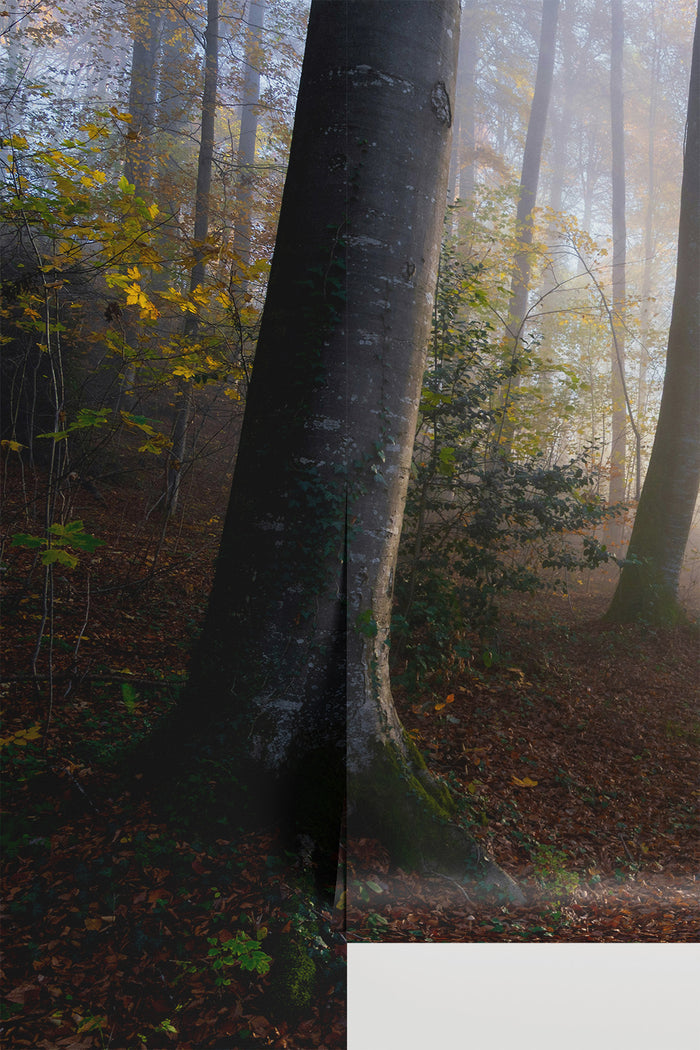 Sylva Path