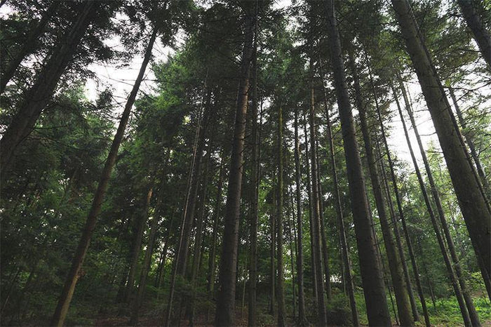 Tall Tree Forest Wall Mural-Wall Mural-Eazywallz