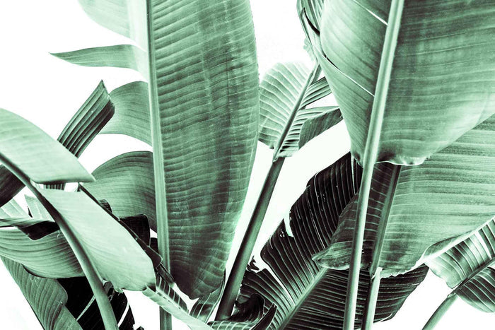 Tropical Banana Leaves Wall Mural-Wall Mural-Eazywallz