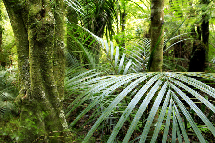Tropical Palm Detail