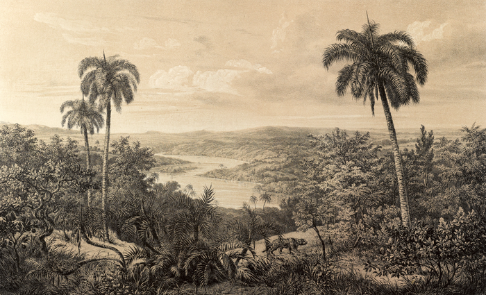 Tropical Reverie