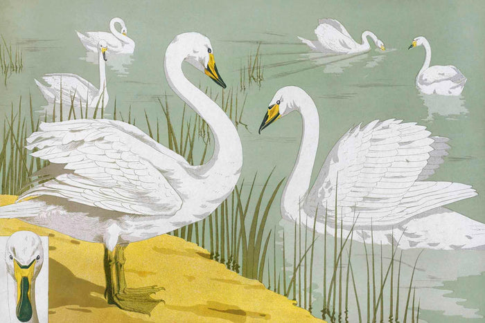 Wild Swan Wallpaper Mural-Wall Mural-Eazywallz