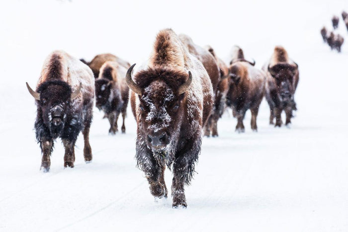 Winter Buffalo Wall Mural-Wall Mural-Eazywallz