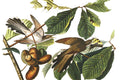Yellow Billed Cuckoo Wall Mural-Wall Mural-Eazywallz